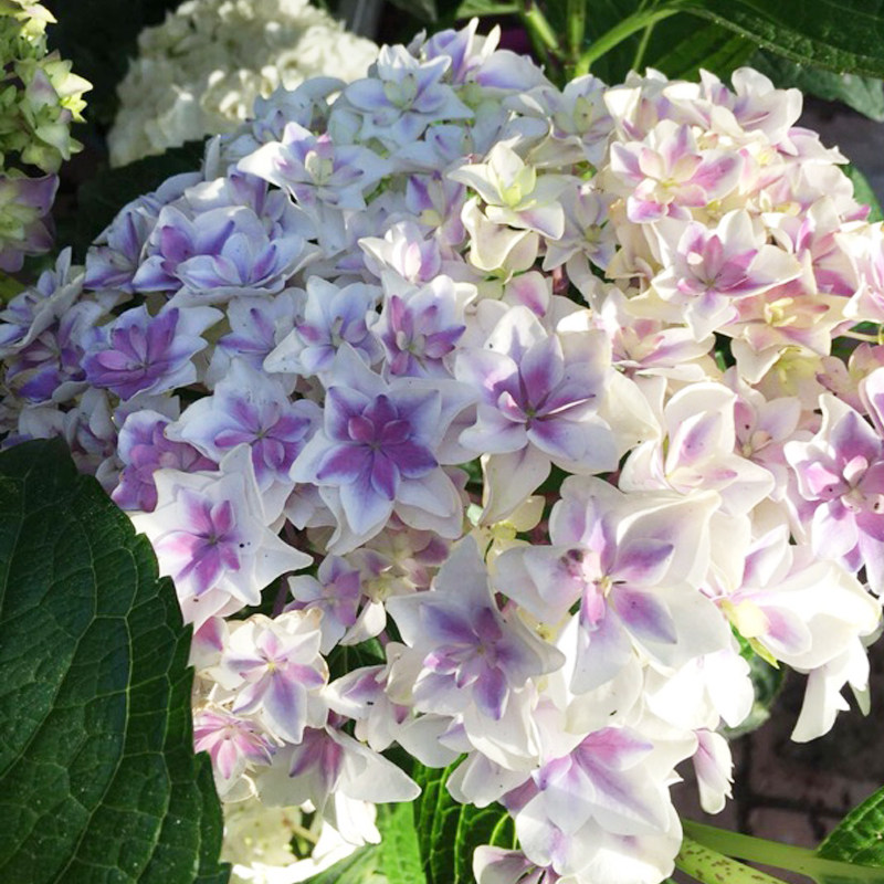 热销黑夜女王黑杆美人白寿红矮壮直立深紫黑色圆瓣大花绣球庭院阳