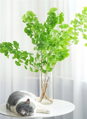 【云花甄选】绿色银杏叶鲜切枝室内绿植家居装饰水养小清新观赏花