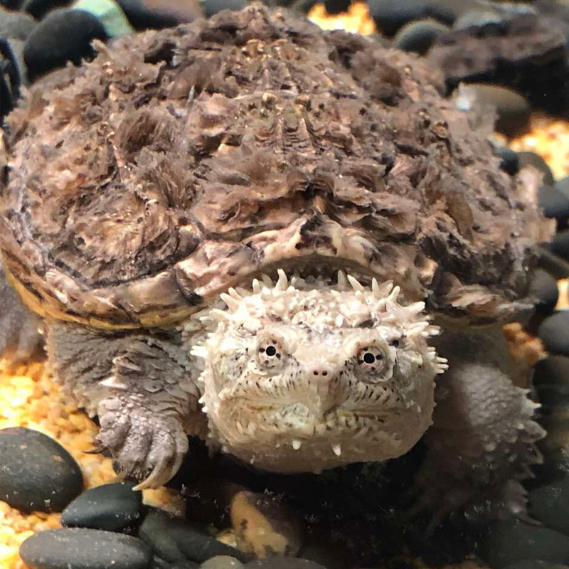 速发鳄龟纯佛爆刺王杂佛鳄鱼龟苗宠物小鳄佛罗里达乌龟活物北美小