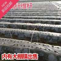 。農(nóng)用地c家庭扎k線大棚骨架帳篷室內(nèi)落地種植彎曲布置實(shí)心農(nóng)業(yè)