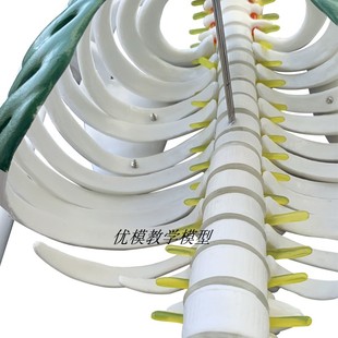 现货速发人体骨骼模型 85CM骨架模型 人体脊柱模型脊椎模型人体骨