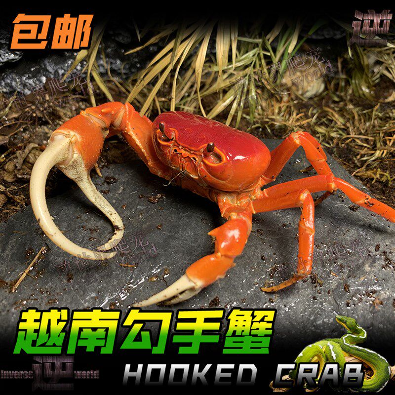 越南勾手蟹 越南溪蟹 将军v蟹宠物蟹网红蟹寄居蟹淡水观赏蟹红螃