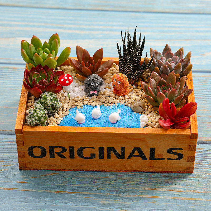 多肉植物组合盆栽含盆含土创意diy微景观材料包沙龙活动室内
