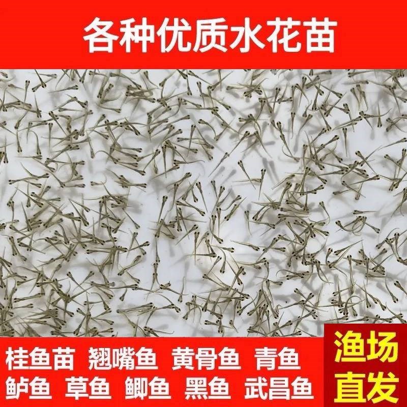 速发兰寿金鱼锦鲤水花鱼苗潘氏奶牛包金精品红白蝴蝶鲤百褶泰狮苗