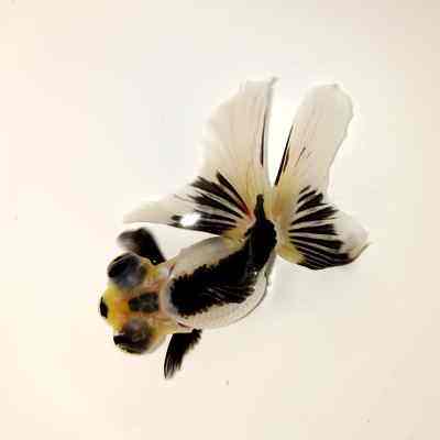 熊猫蝶尾金鱼精选反翘奶牛蝶尾活鱼观赏鱼冷水小中型鱼苗包邮好养