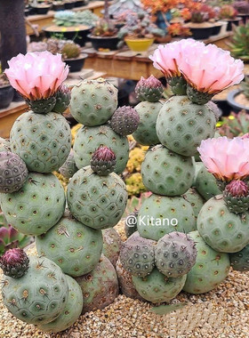 习志野仙人球开花团扇属稀有贵好养易活多肉植物盆栽可变紫仙人掌