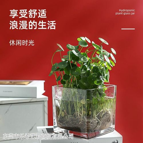 简约风玻璃方缸水培花瓶正方形z透明花瓶小鱼缸乌龟缸摆件斗鱼水