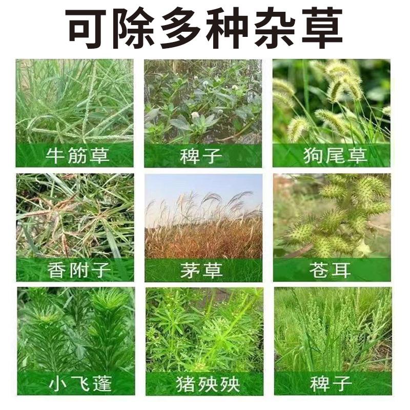 新品环泰铜除草烂根剂一扫光三年不长草清明节强力灭草玉米地除草