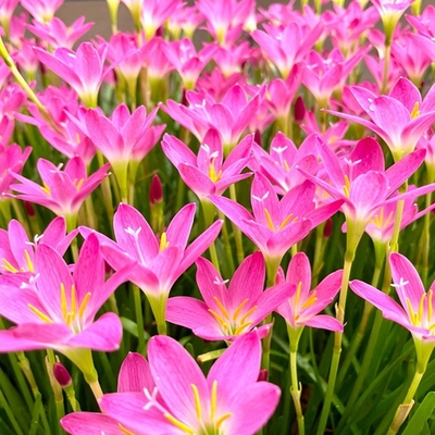 葱兰花苗风雨兰观花植物韭菜兰葱莲石蒜绿化花卉四季种植室内庭院