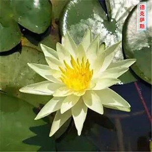 鱼池水生植物鱼缸水草植物活净水观赏鱼鱼缸里 水草大睡莲花根块