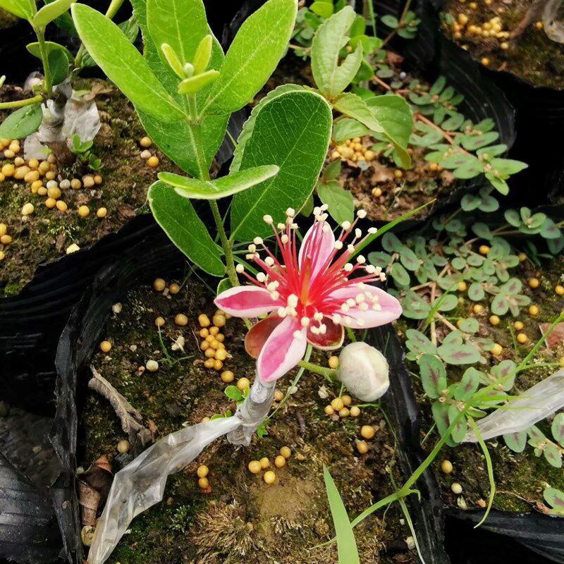 菲油果嫁接苗带果 原土 带钵带土f球 安德烈优选,长圆,大果