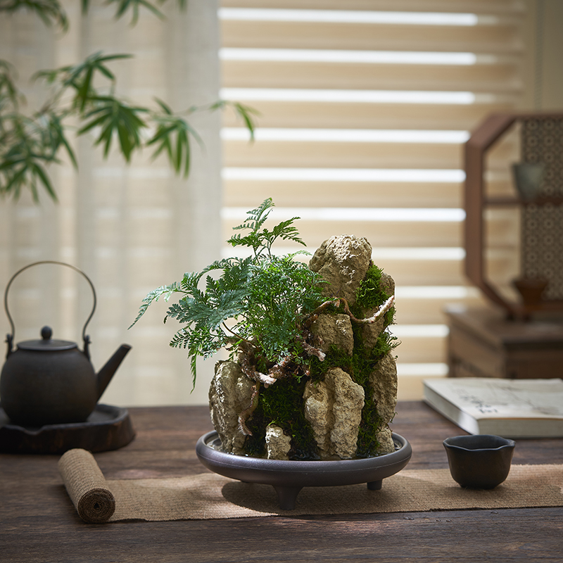 吸水石花盆菖蒲微景观盆景盆栽室内好养绿植桌面造型蕨类植物摆件