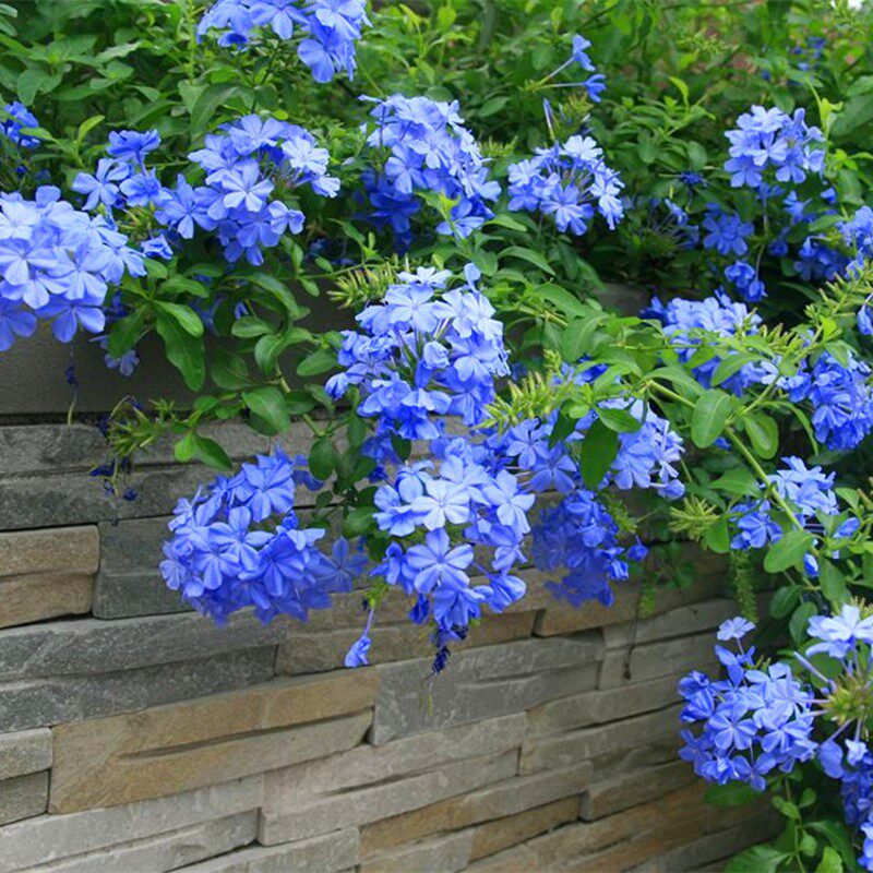 蓝雪花 蓝茉莉盆栽 多年生花开不断 庭院o阳台植物 攀援花卉