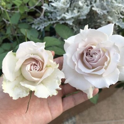 萨菲天使月季花大苗河本纯子莎菲天使淡紫色茶香阳台庭院花卉植物