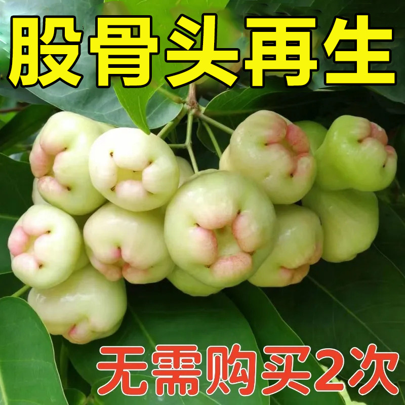 热销999%冶好】股骨头髋关节疼痛缺血坏死肿胀疼痛股骨头坏死专用