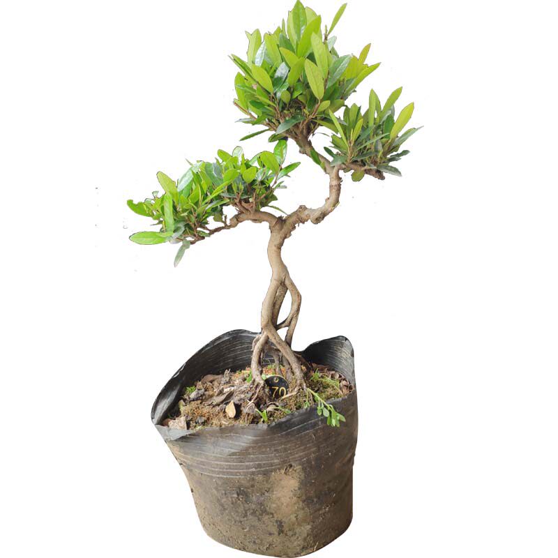 中华蚊母盆景 大叶小叶 微型盆栽 常青绿植 红花植物