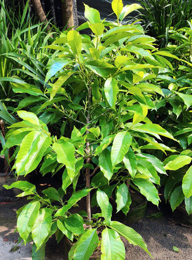 黄桷兰/黄果兰/黄角兰/白兰花树苗/绿植盆栽花卉/庭院阳台/限重庆