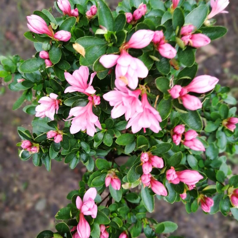 丹东杜鹃东娟粉妆楼粉腊皮杜鹃三年原本,四年原本五年盆栽包邮