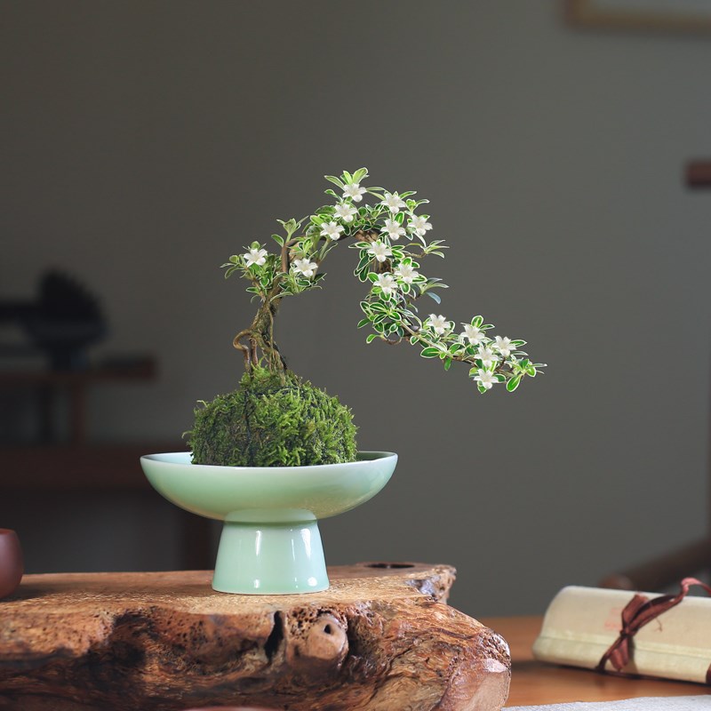 苔玉六月雪造型盆景苔藓球微景观懒人好养水培绿植室内桌面花卉
