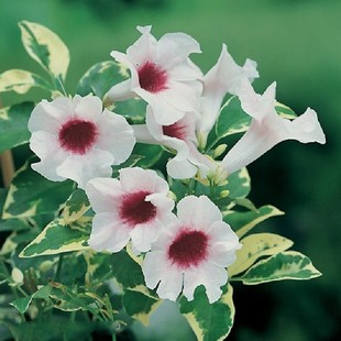 花叶凌霄花粉白花苗阳台爬藤垂吊绿植庭院花卉盆栽