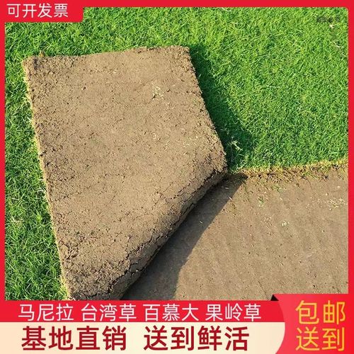 草坪真草皮带泥土免修剪马尼拉台湾草四季青庭院园林别墅工程绿化