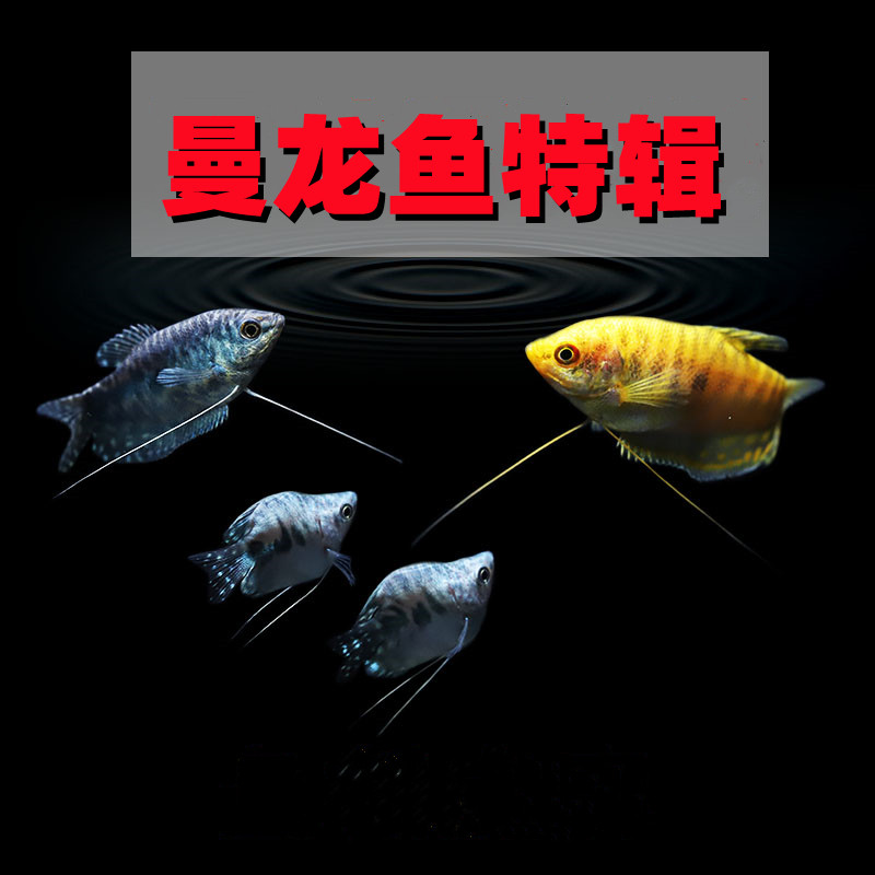 速发曼龙鱼中小型热带观赏工具鱼淡水短身珍珠马甲黄蓝曼龙鱼除蛋