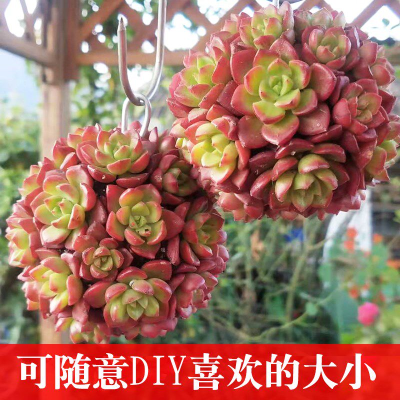 香香多肉植物立体多肉花球造型花盆肉肉创意微景观造型组合盆栽