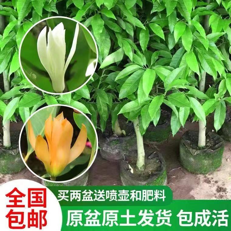 正宗白兰花盆栽白玉兰花树u苗带花苞黄角兰室内植物四季开花卉绿