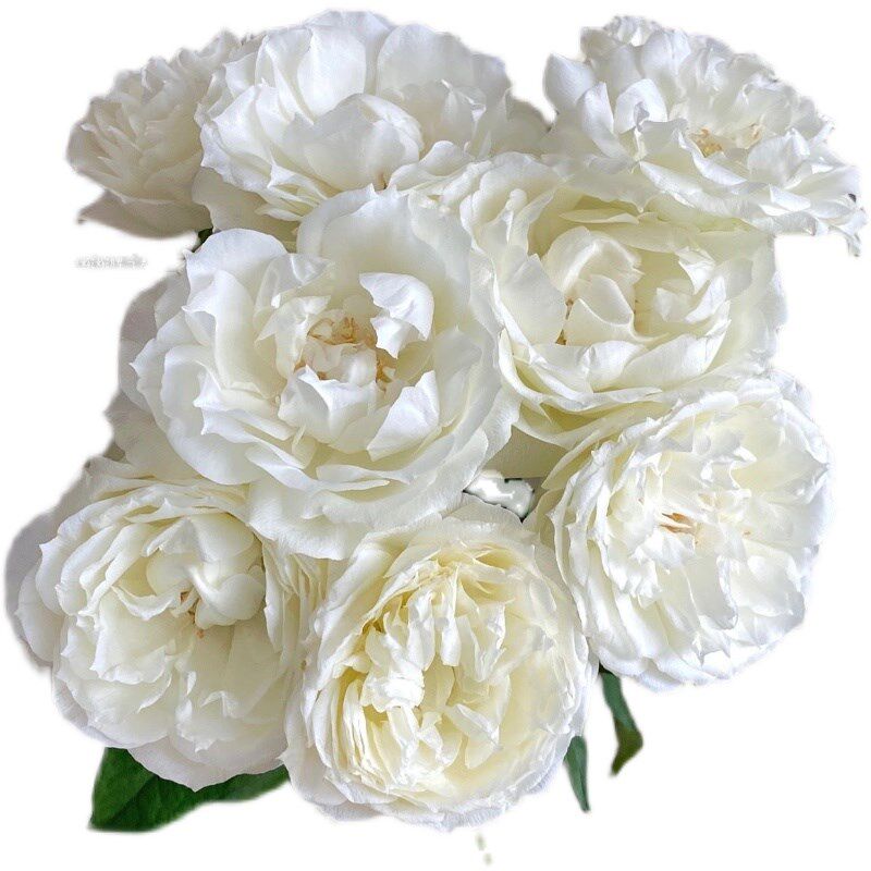 铃兰家 | 白勃艮第 日本超新品花园木本玫瑰花苗盆栽阳台月季