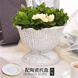 欧式 创意绿植陶瓷花盆大号室内家居摆件绿萝花盆多肉陶瓷花盆有孔