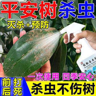 平安树杀虫剂蚧壳虫专用药杀卷叶蚜虫一滴净树虱植物花卉杀虫喷剂