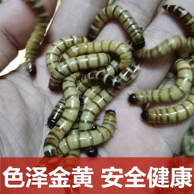 现货速发大麦虫活虫5体00g粉鲜活面包虫黄虫金龙鱼饲料活哥八画眉