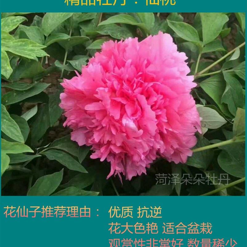 品质进品牡丹稀有品种花兢观音面仙桃大朵蓝掌花案牡丹苗精品关西