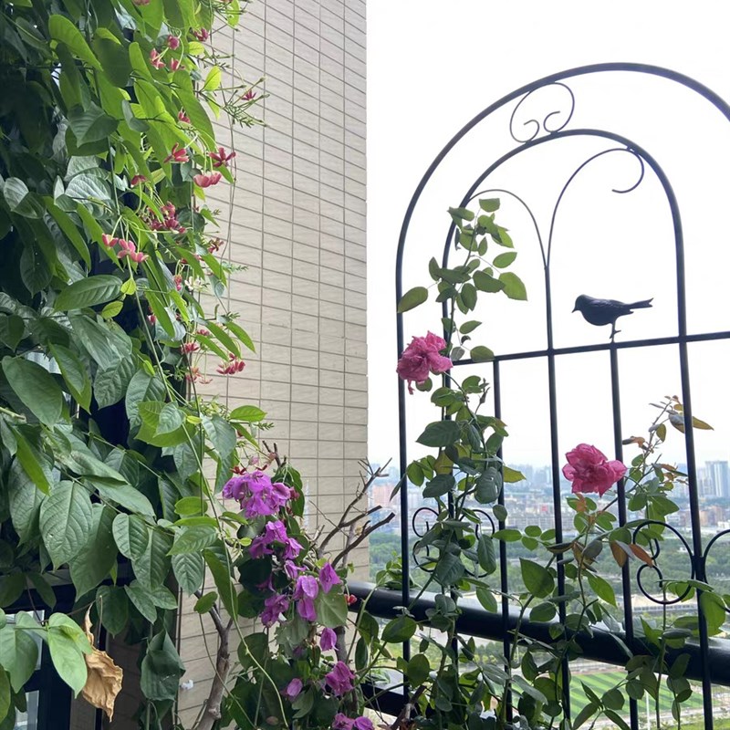 爬藤架子花支架蔷薇月季种植庭院栅栏户外花架三角梅铁艺爬藤花架图片