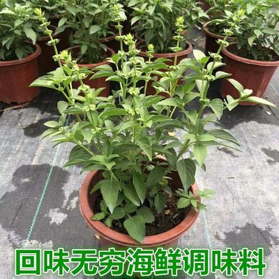 可食用九层塔潮汕金不换苗薄荷盆栽罗勒叶新鲜香料植物调味绿植苗