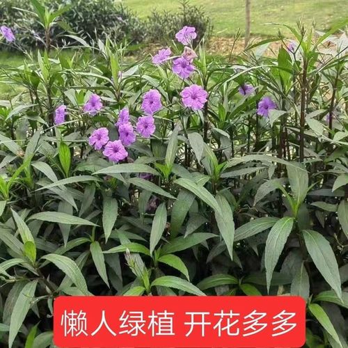 多年生翠卢莉苗矮生阳台庭院水生花苗紫花盆栽树苗宿根耐热耐阴苗