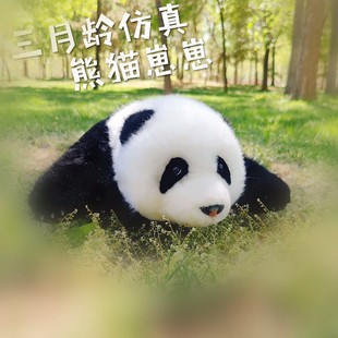 仿真大熊猫公仔萌兰熊猫玩w偶5月龄和花花熊猫工厂玩具生日礼物