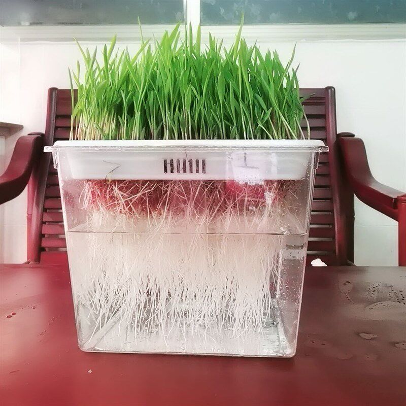 鱼菜共生鱼缸生态金鱼缸水族箱家用小型塑料水培种菜鱼菜共养桌面