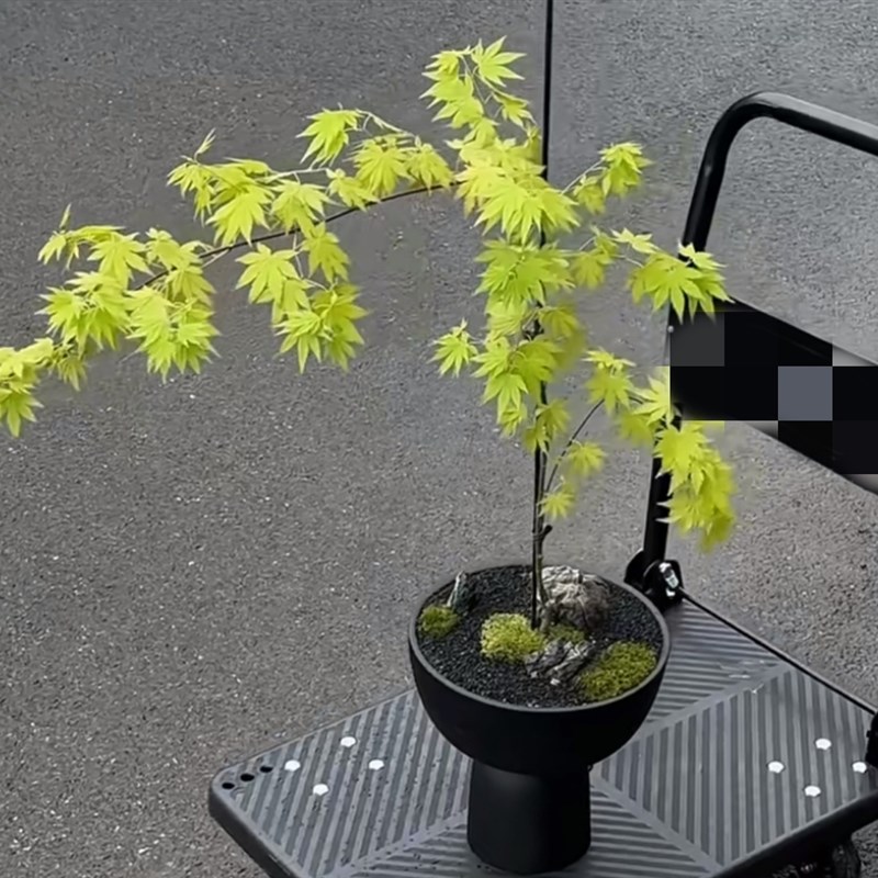 黄金流泉枫树日本红枫瀑布垂枝庭院花园植物树苗室内盆栽盆景网红