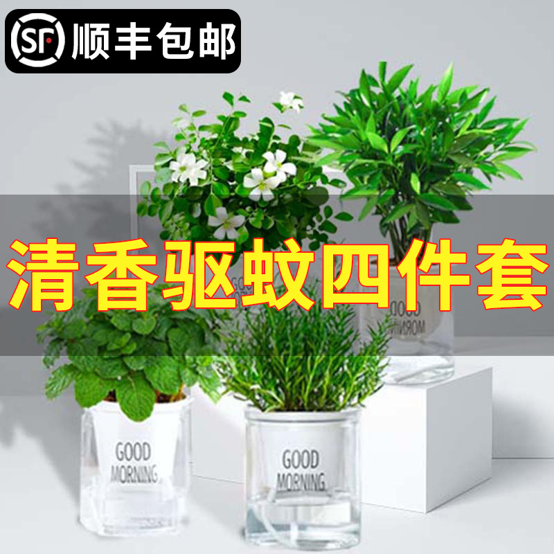 速发水培驱蚊植物薄荷文竹柏绿萝九里香发K财树花盆栽室内情绪稳