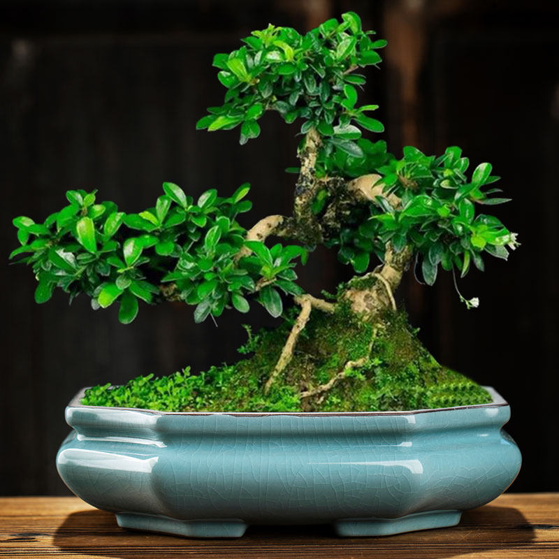 绿植微景观多肉文竹六月雪盆景盆哥窑紫砂冰裂大口径造景花盆陶瓷,鲜花速递/花卉仿真/绿植园艺,花盆,淘宝优惠券,粉丝福利购,淘宝优惠卷