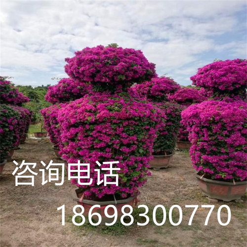 造型三角梅柱子 多品种三角梅造型 酒瓶造型三角梅V景观造型三角