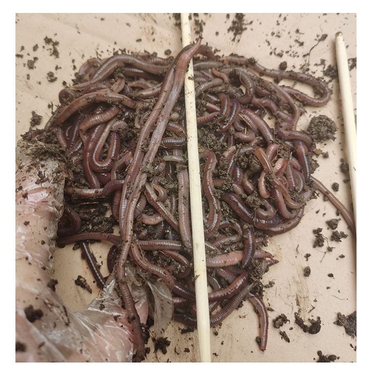 现货蚯蚓活饵红色蚯蚓太平二号鱼料钓黄鳝鲫鱼黄骨龟蛇鱼料放生松