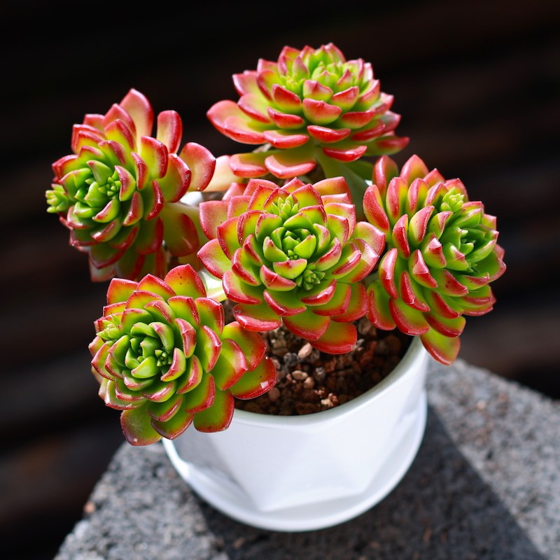 新品蒂亚多肉植物室内盆栽组合大颗好养老桩稀有品U种名贵花卉网