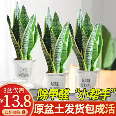 厂家金边虎皮兰盆栽水培植物绿植办公室内花吸甲醛四季常青白玉虎