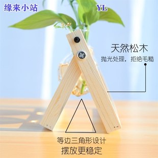 宿舍水里养 绿萝小苗摆件放 植物水中海草桌上绿植适合办公室放