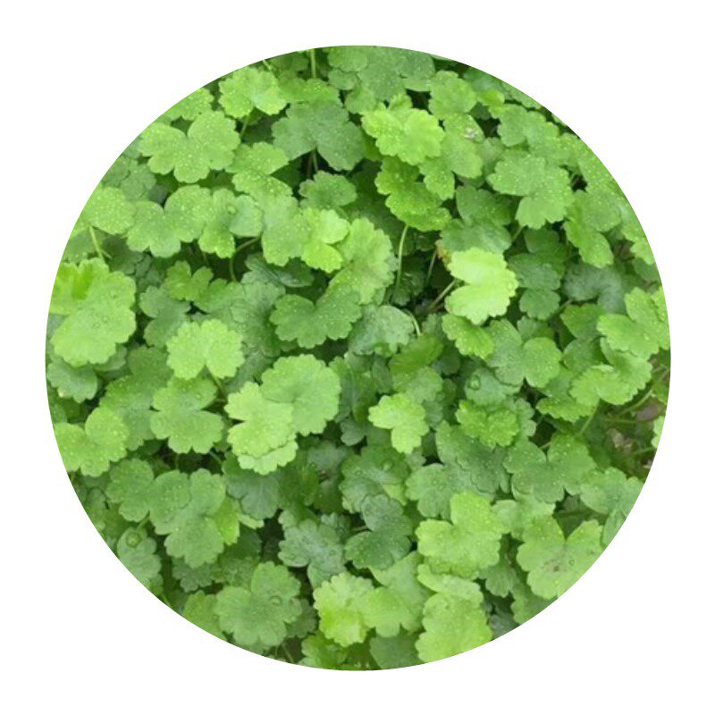 鱼缸草坪真水草天胡荽草前景草天湖葵迷你植物景盆栽趴地矮植物天