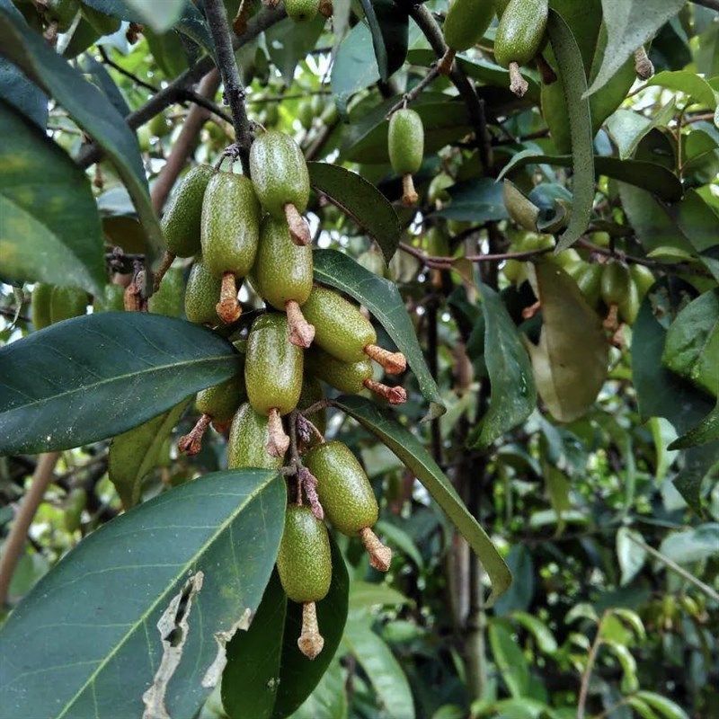 速发大别山胡秃子盆景羊奶果品种可食用观果小老桩木半夏