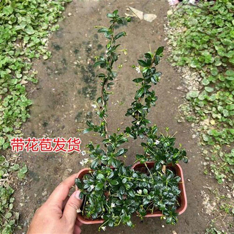 小众高货悬崖金边六月雪盆栽白花迷你提根盆景室内外附石盆景老桩