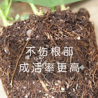 满天星盆栽四季开花室内客厅带盆栽好养带L花苞发货观花植物常绿